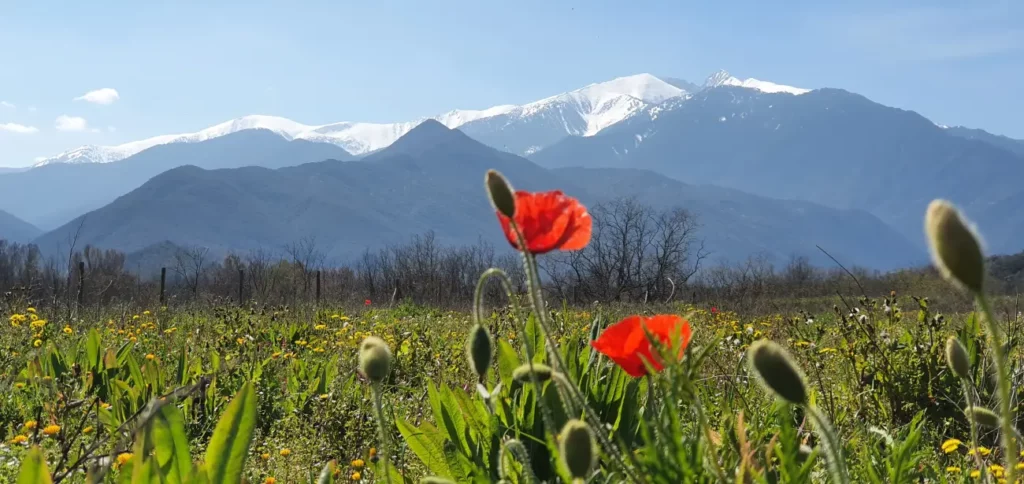 Canigou-Pyrénées 0rientales
France