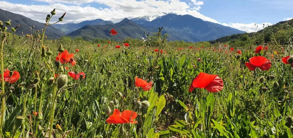 Pyrénées 0rientales