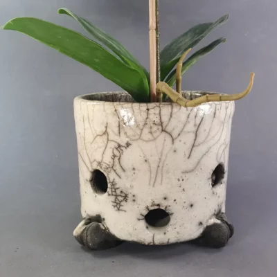 Pot Orchidées